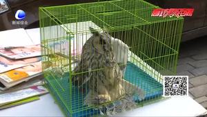 貓頭鷹現(xiàn)身集市 無(wú)法飛行被救助