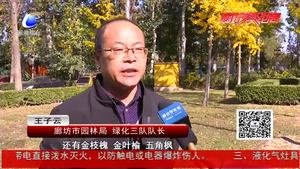 和平路層林盡染 彩葉絢爛