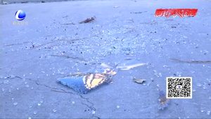 一夜之家 盛德小區(qū)西門數(shù)十輛汽車車窗被砸