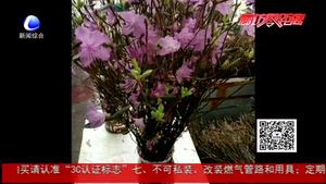 干枝杜鵑再現 業(yè)內人士：大規(guī)模砍伐破壞生態(tài)平衡