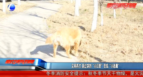 文明養(yǎng)犬 莫讓你的“小可愛”變成“小惡魔”