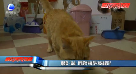 零距離·調(diào)查：有貓陪伴的都市生活你想要嗎？