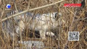 村民發(fā)現(xiàn)受傷狐貍誘捕失敗 動物救助中心：它會自愈