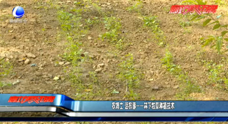 農(nóng)博士 話農(nóng)事——林下牧草種植技術(shù)