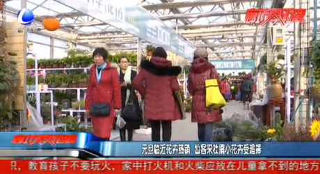 元旦臨近花卉熱銷 仙客來杜鵑小花卉受追捧