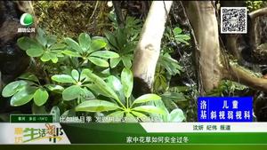 家中花草如何安全過(guò)冬