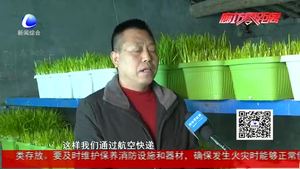 特色黃芽韭 開(kāi)辟致富路