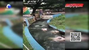 小豬來逗趣 豬年迎好運（五）