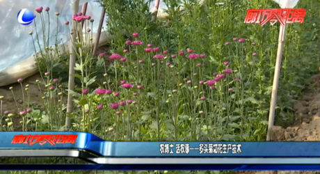 農(nóng)博士 話農(nóng)事——多頭菊切花生產(chǎn)技術
