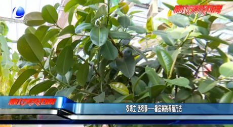 農(nóng)博士 話農(nóng)事——橡皮樹的養(yǎng)殖方法