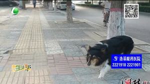 遛狗不栓繩不僅影響他人也對寵物不利