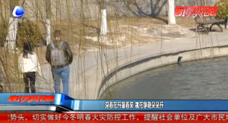 迎春花開報(bào)春來 桃花爭(zhēng)艷朵朵開