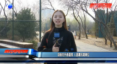 迎春花開春意濃 人面桃花相映紅