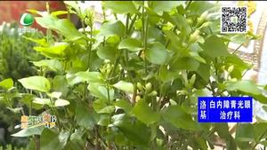 如何養(yǎng)好一盆茉莉