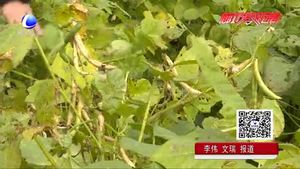 紅小豆的栽培技術(shù)