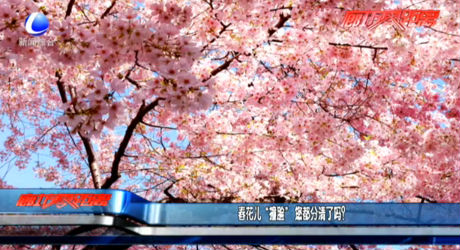 春花兒“撞臉” 您都分清了嗎？