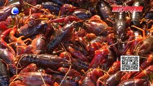 小龍蝦季拉開大幕：銷量節(jié)節(jié)攀升 價(jià)格與往年相當(dāng)