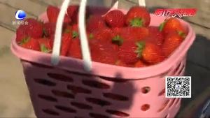 大棚草莓香 游客采摘忙