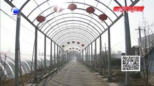 冬去春來顯生機(jī) 大棚蔬菜忙種植