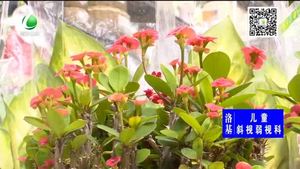 家里花草如何防蟲(chóng)害