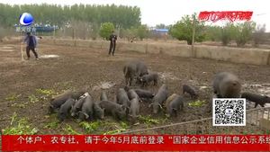 勞動(dòng)最光榮：記者體驗(yàn)養(yǎng)豬人的一天 致敬平凡崗位上的勞動(dòng)者