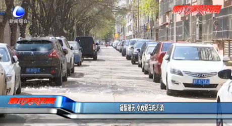 楊絮漫天 小心愛車吃不消