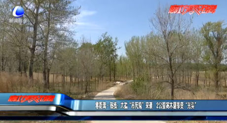 零距離·熱線：大批“吊死鬼”來(lái)襲 2公里樹木夏季變“光頭”