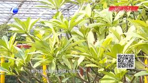 農(nóng)博士 話(huà)農(nóng)事——雞蛋花的栽培和管理