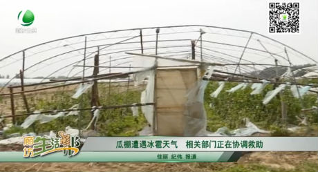 瓜棚遭遇冰雹天氣 相關(guān)部門(mén)正在協(xié)調(diào)救助
