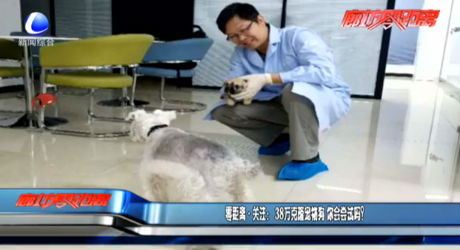 零距離·關(guān)注：38萬克隆寵物狗 你會嘗試嗎？