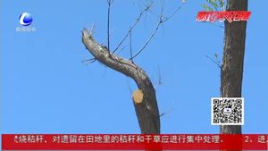 大量國(guó)槐疑似落葉枯死  市民惋惜望及時(shí)救治
