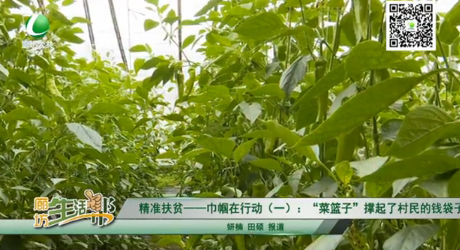 精準扶貧——巾幗在行動（一）：“菜籃子”撐起了村民的錢袋子