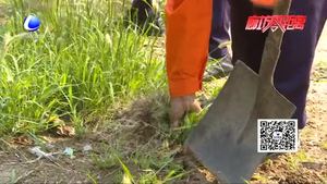 安次區(qū)環(huán)衛(wèi)工人及時清理雜草 美化城市環(huán)境方便市民出行