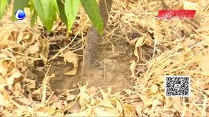 果樹(shù)幼苗根癌病的防治策略