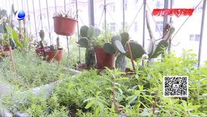 七旬老人的快樂(lè)生活 自學(xué)玩轉(zhuǎn)嫁接仙人掌