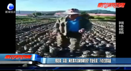 零距離·求真：網(wǎng)傳黑木耳頻繁噴農(nóng)藥？農(nóng)業(yè)專家：不必過(guò)度焦慮