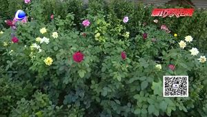 市區(qū)80余家沿街單位將增植月季4萬(wàn)株 打造色彩幫繽紛月季花海