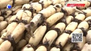 金秋時節(jié)藕田飄香 香河縣萬畝藕塘采藕忙