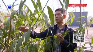 科技成果示范基地：日光溫室黃油桃及早熟栽培技術(shù)