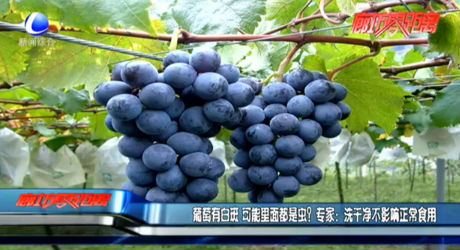 葡萄有白斑 可能里面都是蟲？專家：洗干凈不影響正常食用