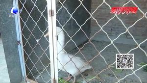 安次區(qū)碼頭鎮(zhèn)一村民救起“天鵝”？專家鑒定：天降大鵝