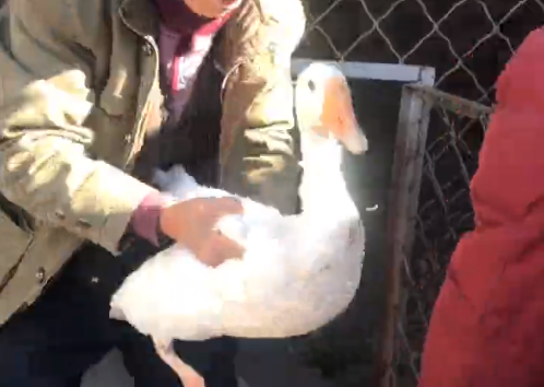 碼頭鎮(zhèn)一村民救起天鵝？專家鑒定：天降大鵝