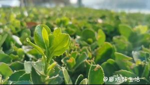 廊坊好生活，讓你的生活有滋有味