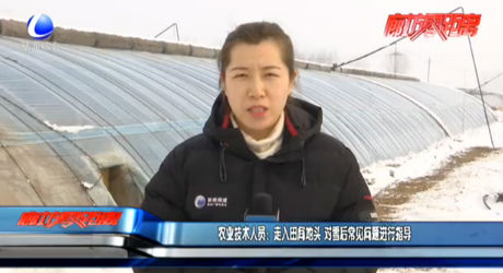 農(nóng)業(yè)技術(shù)人員：走入田間地頭 對(duì)雪后常見(jiàn)問(wèn)題進(jìn)行指導(dǎo)