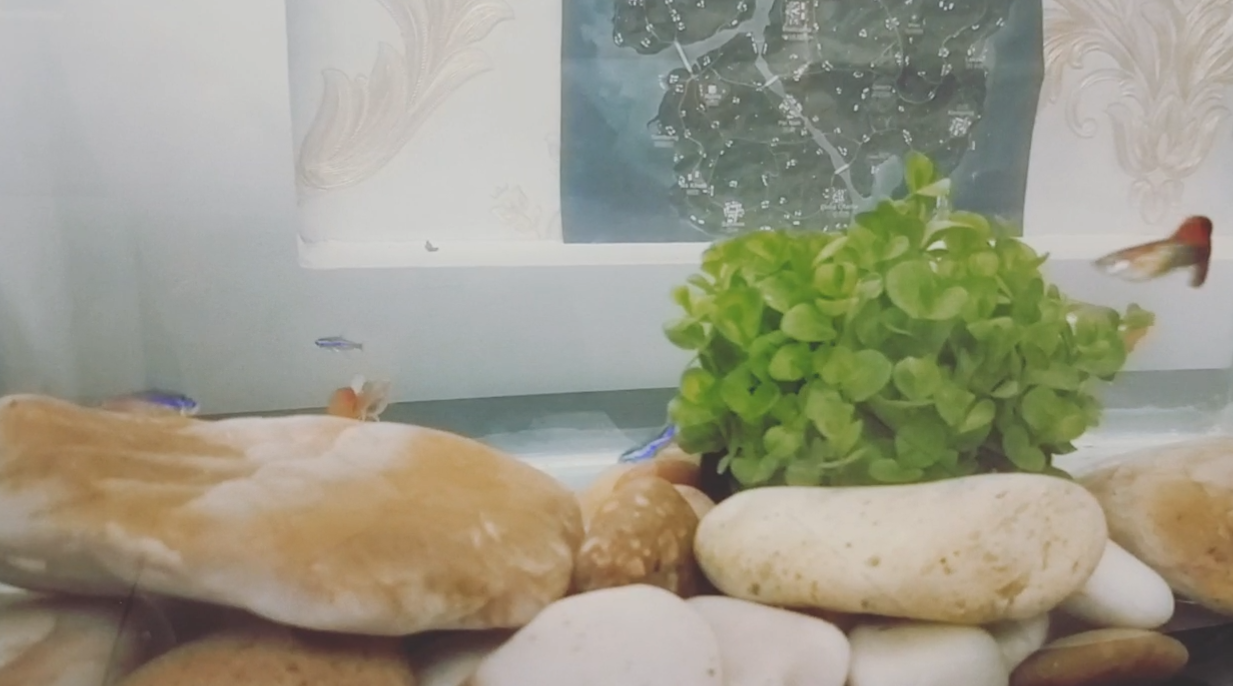 想起一首歌：就像魚(yú)兒一樣