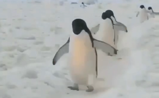 雪天正確走路姿勢