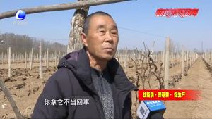 永清縣大范莊村 葡萄園里果農(nóng)忙