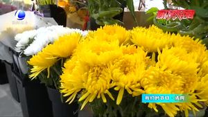 清明節(jié)鮮花走俏 價(jià)格親民品質(zhì)優(yōu)