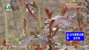 創(chuàng)城·我們一起—市園林市花管理中心迅速行動 助力創(chuàng)城