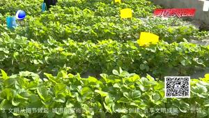 日光溫室草莓的栽培技術(shù)